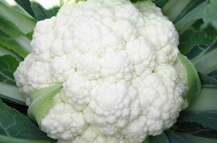 CAULIFLOWER SAMAG POOSI